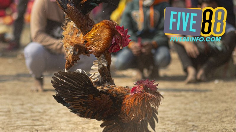 Đá Gà Five88 